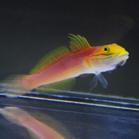 Valenciennea Bella, Bella goby