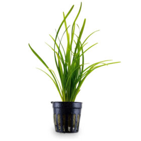Vallisneria Natans Pot