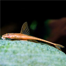 Whiptail Rineloricaria Catfish