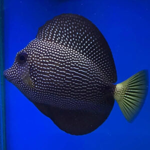 Zebrasoma Gemmatum