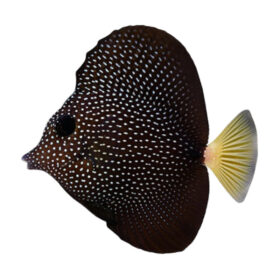 Zebrasoma Gemmatum