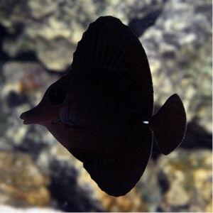 Zebrasoma Rostratum