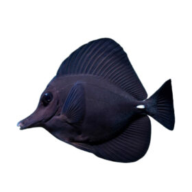Zebrasoma Rostratum