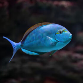 Acanthurus Mata, blue-lined surgeonfish