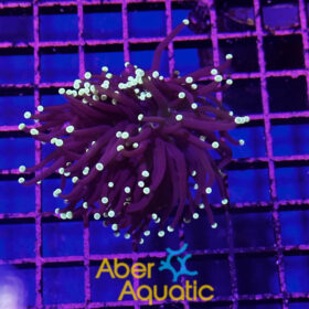 Euphyllia Glabrescens Black Torch 1