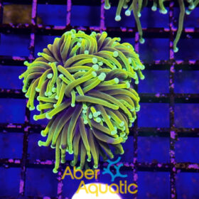 Euphyllia Glabrescens Dragon Soul