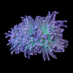 Euphyllia Glabrescens Green Premium 1 (small)