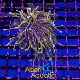 Euphyllia Glabrescens Hellfire 2