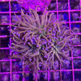 Euphyllia Glabrescens Hellfire