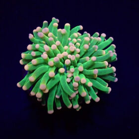 Euphyllia Glabrescens Cotton Candy