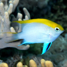 Neoglyphidodon Melas, bowtie damselfish