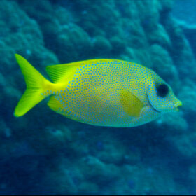 Siganus Corallinus, blue spotted rabbitfish