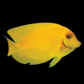 Acanthurus Pyroferus Juvenile Yellow, Chocolate Tang