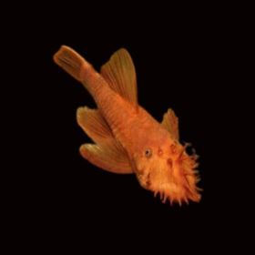 Ancistrus Super Red