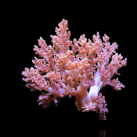 Capnella, Kenya Tree Soft Coral