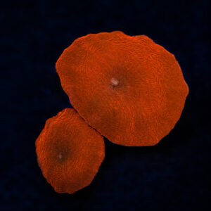 Discosoma sp. Red Ultra Mushroom (1 Head)