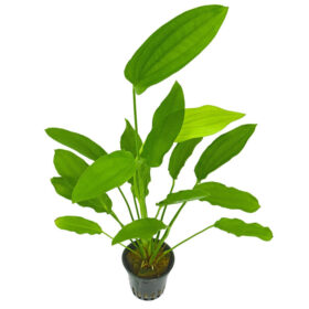 Echinodorus Tricolor pot