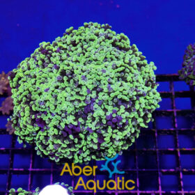 Euphyllia Paraancora XL