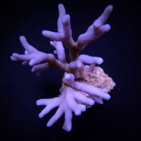 Montipora Branched Blue-Purple