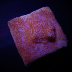 Montipora Encrusting (Red Polyp)