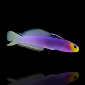 Nemateleotris Helfrichi, Helfrich's Firefish