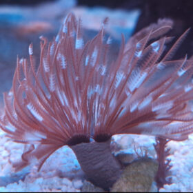 Sabellastarte magnifica