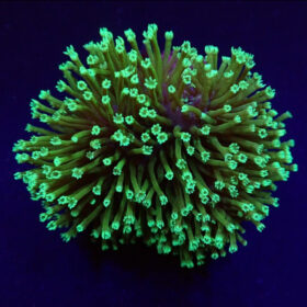 Sarcophyton Fluor Green