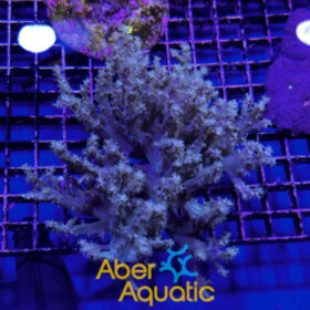 Sinularia, Finger Leather Soft Coral