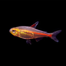 Tetra Glowlight