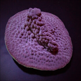 Turbinaria Reniformis frag
