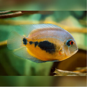Uaru Cichlid