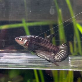 Betta Plakat Dark Knight Male