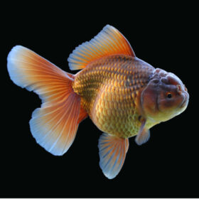Χρυσόψαρα Oranda Chocolate Large