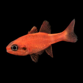 Apogon Maculatus, Flame Cardinal fish