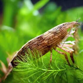 Bamboo Shrimp