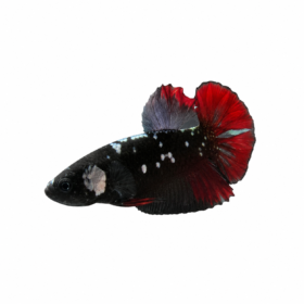 Betta Splendens Male Avatar WYSIWYG 