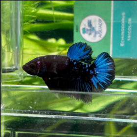 Betta Splendens Male Avatar