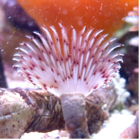 Bispira Guinensis