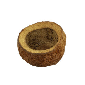 Ceramic Nature Sapucaia pods