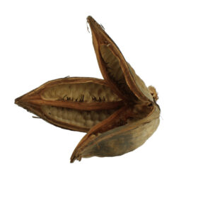 Ceramic Nature Sororoca Flower
