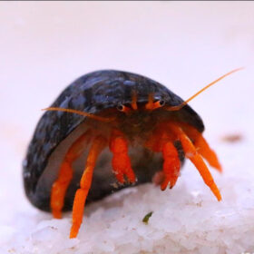 Clibanarius Rutilus - Red Dwarf Hermit Crab