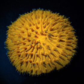 Cycloseris Orange