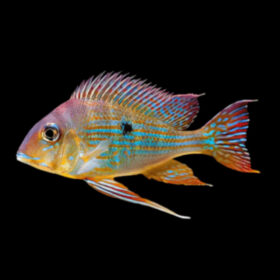 Geophagus Surinamensis