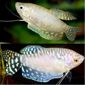 Gourami Platinum