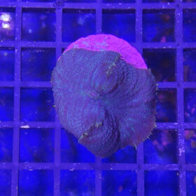 Discosoma 1