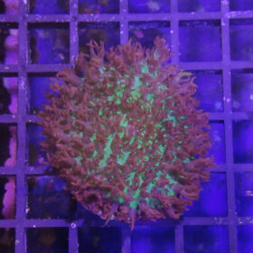 Rhodactis Rhodostoma