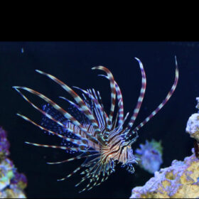 Pterois Volitans. Κοινό ή κόκκινο λιονταρόψαρο.