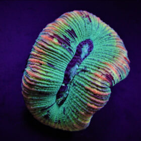 Trachyphyllia West Australia Premium