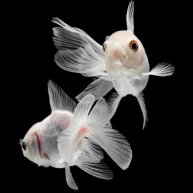 Χρυσόψαρα White Fantail Small