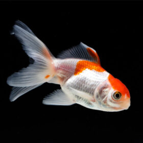 Χρυσόψαρα White-Red Fantail Small